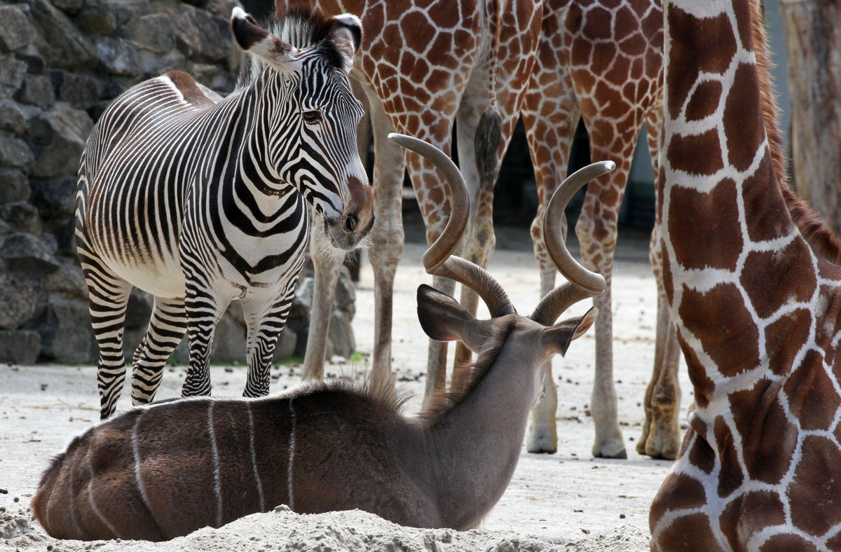 ARTIS-Park tickets met korting - afbeelding 13