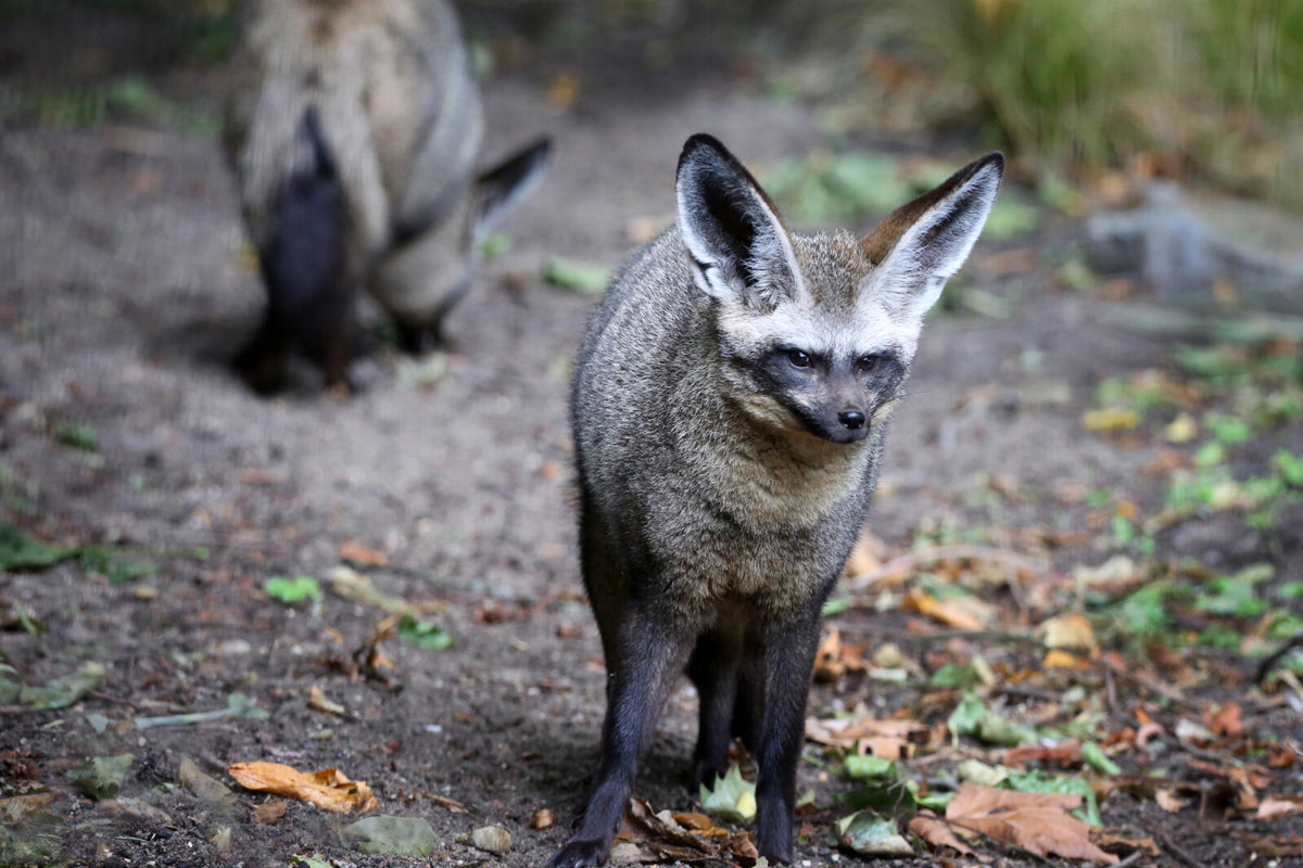 ARTIS-Park tickets met korting - afbeelding 18