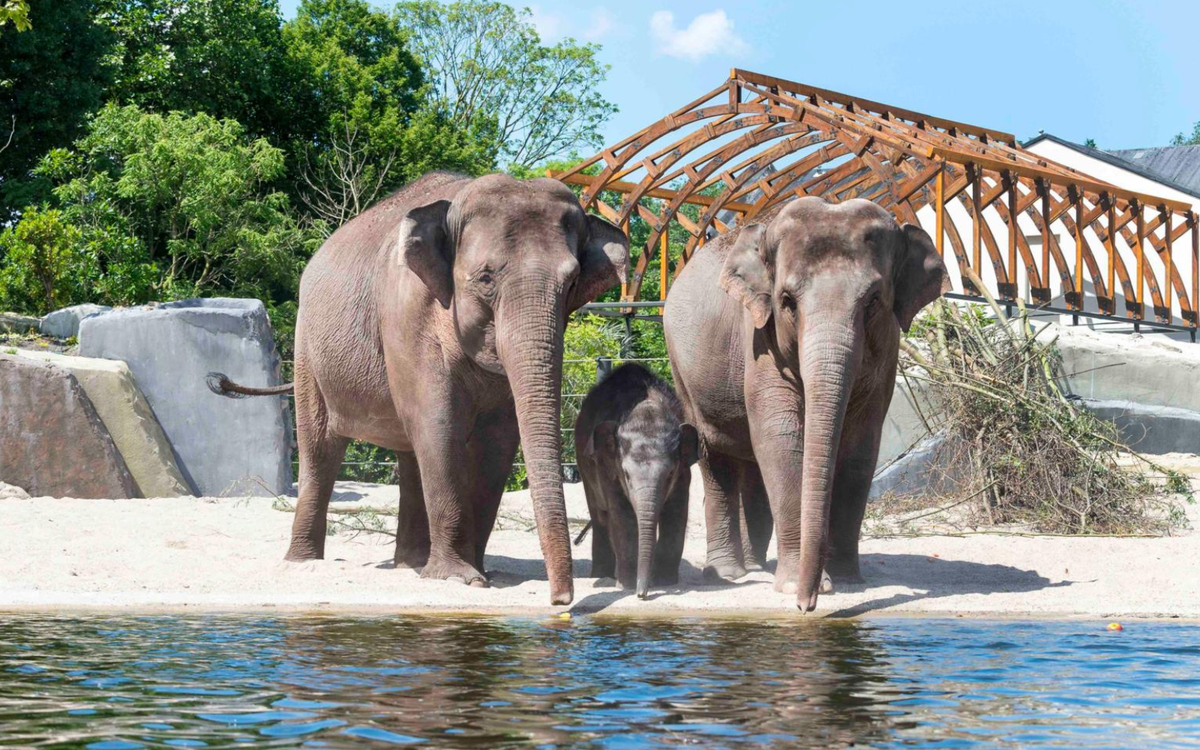 ARTIS-Park tickets met korting - afbeelding 12