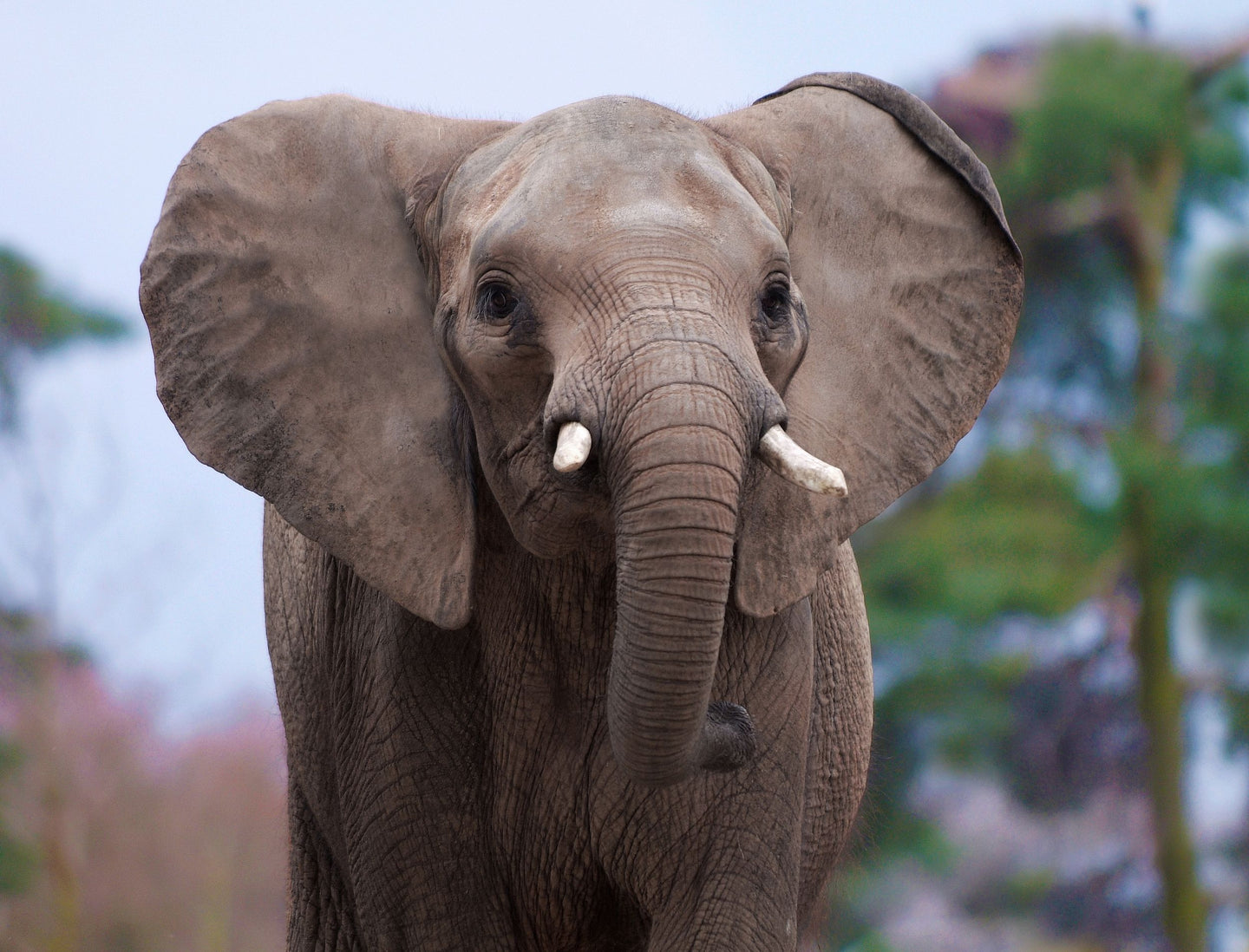 Ouwehands Dierenpark - afbeelding 8