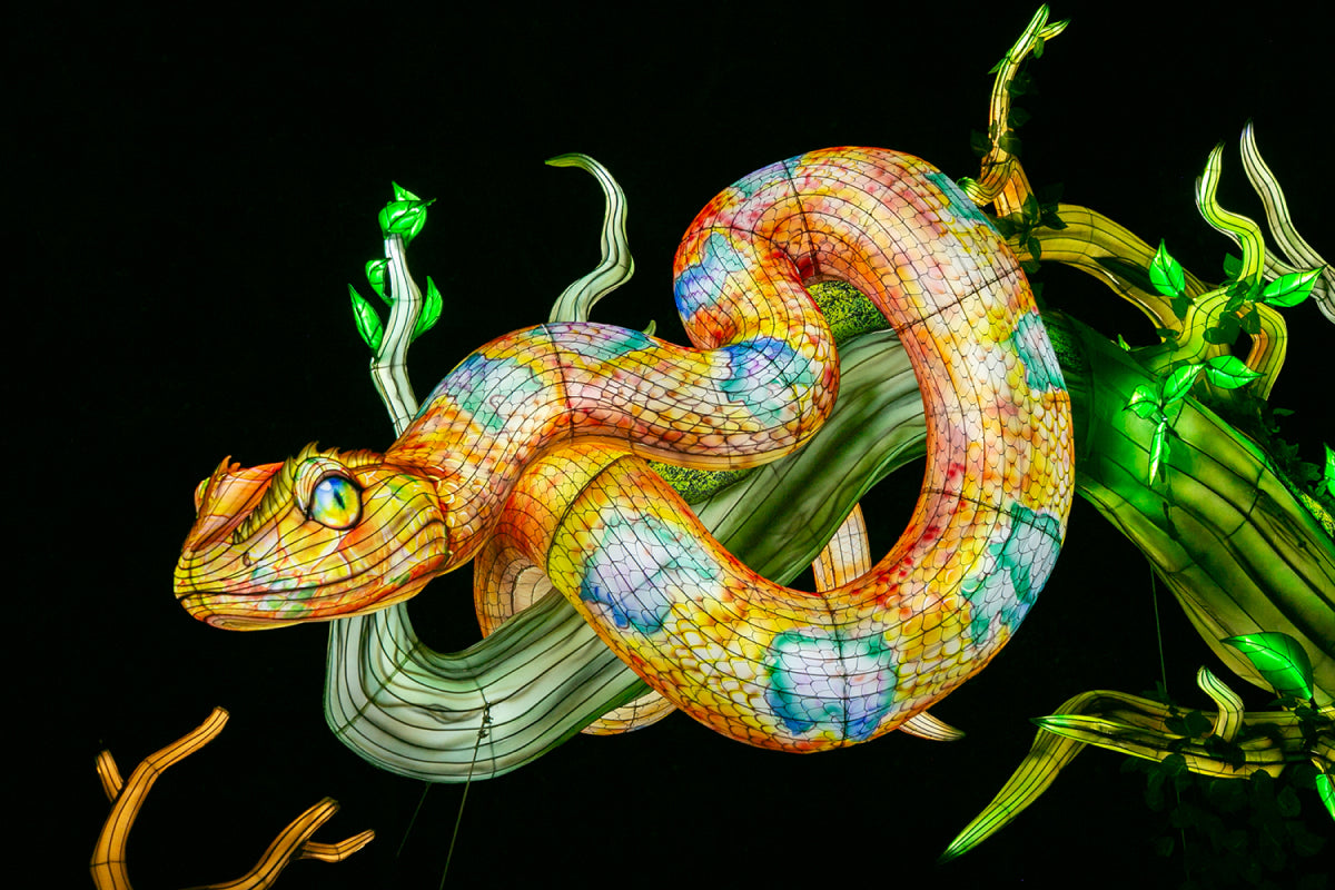 Ouwehands Dierenpark - Light Nights - afbeelding 7