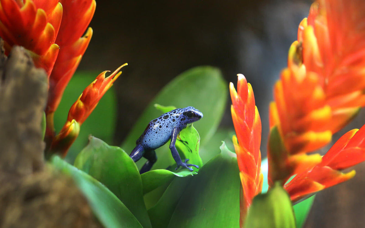 ARTIS-Park tickets met korting - afbeelding 20